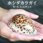 【開運グッズ】【マラソン限定3%OFFクーポン】9〜9.5cm 開運グッズ ホシダカラガイ 星宝 宝貝 ホシタカラ お守り 財運 金運 子宝 妊娠 出産 子孫 繁栄 仕事運 富 生誕 健康 招福 星宝貝 ホシダカラ タカラガイ インテリア 玄関 運気アップ 御守 風水 パワーストーン【325188】｜価格1,980円・送料のご案内